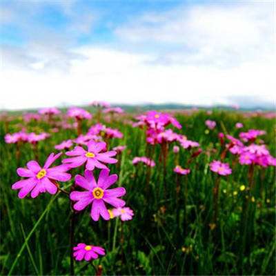 今期澳门三肖三码开一码