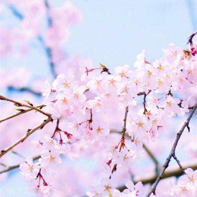 今期澳门三肖三码开一码